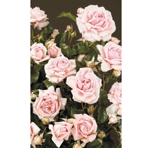Trandafir cățărător timpuriu H 60-80 cm Co 5 L roz-thumb-3