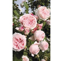 Trandafir cățărător timpuriu H 60-80 cm Co 5 L roz-thumb-4