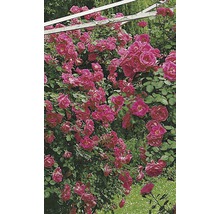 Trandafir cățărător timpuriu H 60-80 cm Co 5 L roz-thumb-5