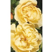 Trandafir cățărător timpuriu H 60-80 cm Co 5 L galben-thumb-0