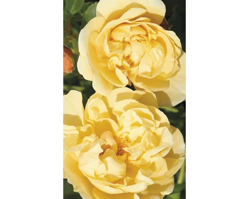 Trandafir cățărător timpuriu H 60-80 cm Co 5 L galben-0