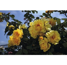 Trandafir cățărător timpuriu H 60-80 cm Co 5 L galben-thumb-2