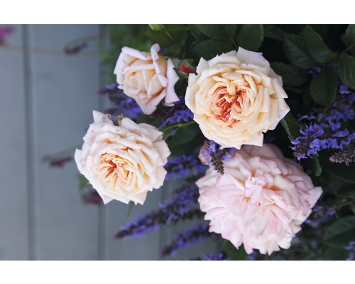 Trandafir nobili timpuriu H 10-20 cm Co 5 L roz-0