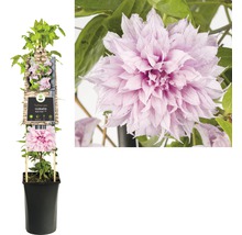 Clematita FloraSelf Clematis Hybride 'Multi Pink' H 70-75 cm Co 2,3 L-thumb-1