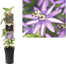 Floarea-pasiunii FloraSelf Passiflora 'Amethyst' H 70-75 cm Co 2,3 L-thumb-1