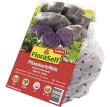 FloraSelf Select sămânță cartof 'Blaue St. Galler', 10 buc.-thumb-1
