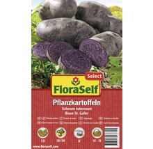 FloraSelf Select sămânță cartof 'Blaue St. Galler', 10 buc.-thumb-0