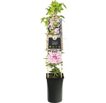 Clematita FloraSelf Clematis Hybride 'Multi Pink' H 70-75 cm Co 2,3 L-thumb-2