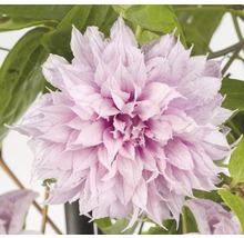 Clematita FloraSelf Clematis Hybride 'Multi Pink' H 70-75 cm Co 2,3 L-thumb-0