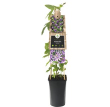 Floarea-pasiunii FloraSelf Passiflora 'Amethyst' H 70-75 cm Co 2,3 L-thumb-2