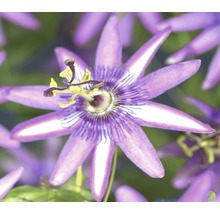 Floarea-pasiunii FloraSelf Passiflora 'Amethyst' H 70-75 cm Co 2,3 L-thumb-0