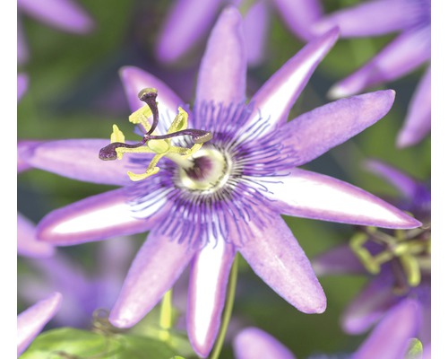 Floarea-pasiunii FloraSelf Passiflora 'Amethyst' H 70-75 cm Co 2,3 L-0