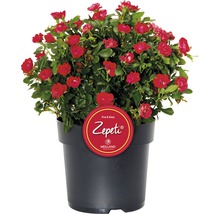 Trandafir FloraSelf Rose 'Zepeti' ® H 30-40 cm Co 6 L-thumb-0