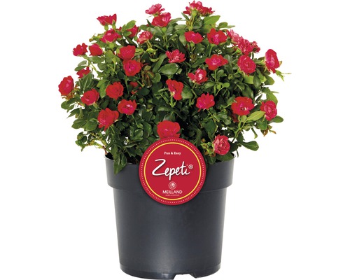 Trandafir FloraSelf Rose 'Zepeti' ® H 30-40 cm Co 6 L-0