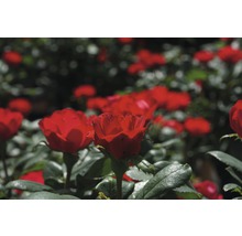 Trandafir FloraSelf Rose 'Zepeti' ® H 30-40 cm Co 6 L-thumb-7