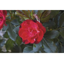 Trandafir FloraSelf Rose 'Zepeti' ® H 30-40 cm Co 6 L-thumb-5