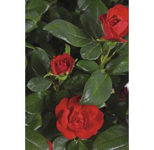 Trandafir FloraSelf Rose 'Zepeti' ® H 30-40 cm Co 6 L-thumb-4