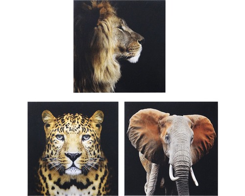 Set 3 tablouri canvas Animals 3x 50x50 cm-0