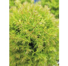 Thuja occidentalis 'Teddy'/ Conifer, h 5-10 cm, Ø 10 cm-thumb-2