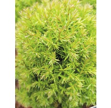 Thuja occidentalis 'Teddy'/ Conifer, h 5-10 cm, Ø 10 cm-thumb-3