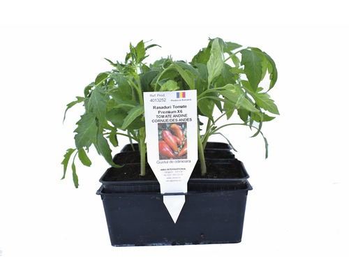 Răsaduri tomate premium/ Lycopersicon esculentum, 6 buc