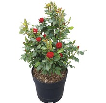Trandafir FloraSelf Rose 'Zepeti' ® H 30-40 cm Co 6 L-thumb-1