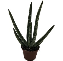 FloraSelf Aloe Vera H 10-15 cm ghiveci Ø 6 cm-thumb-0