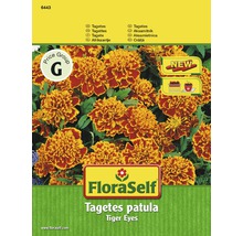 FloraSelf semințe de crăițe 'Ochi de tigru'-thumb-0
