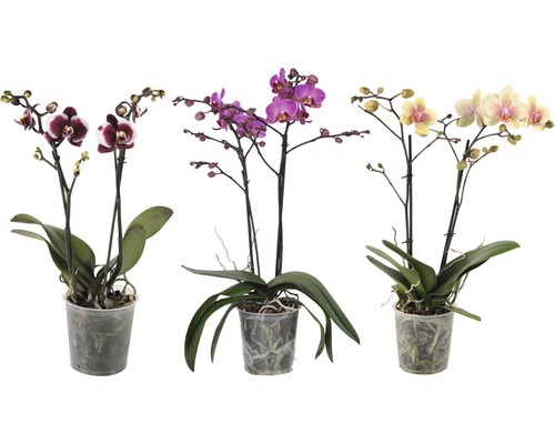 Orhidee fluture FloraSelf Phalaenopsis-Cultivars H 40-55 cm ghiveci Ø 12 cm, 2 tije, diferite culori-0