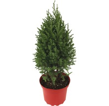 Juniperus Chinensis Stricta/ Ienupăr chinezesc în ghiveci, h 20-40 cm, CO 2,5 L-thumb-0