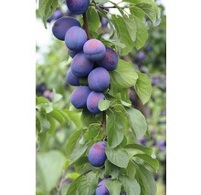 Pom fructifer prun pitic FloraSelf Punus domestica 'Julia' H 80-120 cm Co 7,5 L-thumb-0