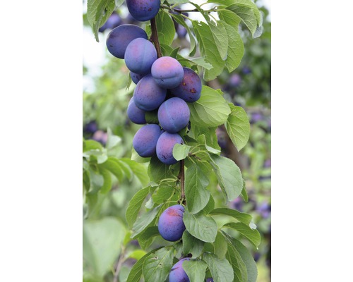 Pom fructifer prun pitic FloraSelf Punus domestica 'Julia' H 80-120 cm Co 7,5 L-0