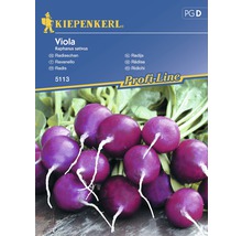 Semințe de legume Kiepenkerl, ridichi mov-thumb-0