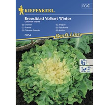 Semințe de legume Kiepenkerl, Andive Breedblad-thumb-0