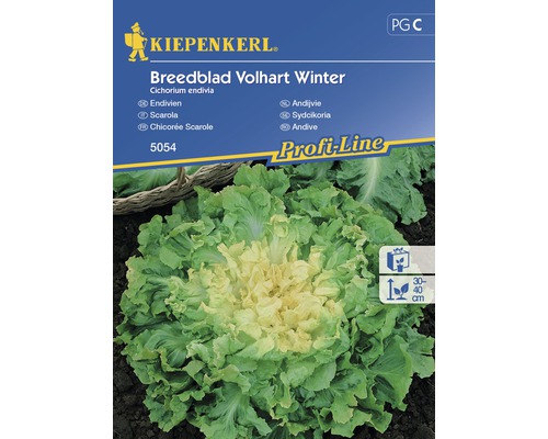 Semințe de legume Kiepenkerl, Andive Breedblad-0