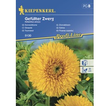 Semințe de floarea-soarelui pitică Kiepenkerl-thumb-0