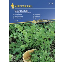 Semințe de țelină Apio Kiepenkerl-thumb-0