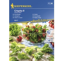 Semințe de salată creață II Kiepenkerl-thumb-0