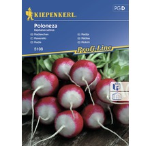 Semințe de legume Kiepenkerl, ridichi poloneze-thumb-0