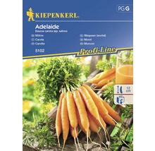 Semințe de legume Kiepenkerl, morcovi Adelaide-thumb-0