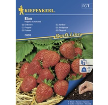 Semințe de căpșuni Elan Kiepenkerl-thumb-0
