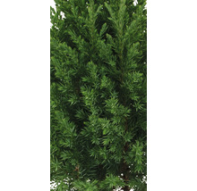 Juniperus Chinensis Stricta/ Ienupăr chinezesc în ghiveci, h 20-40 cm, CO 2,5 L-thumb-2
