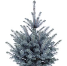 Picea Pungens Baby Blue/ Molid argintiu în ghiveci, h 60-80 cm, CO 7 L-thumb-1