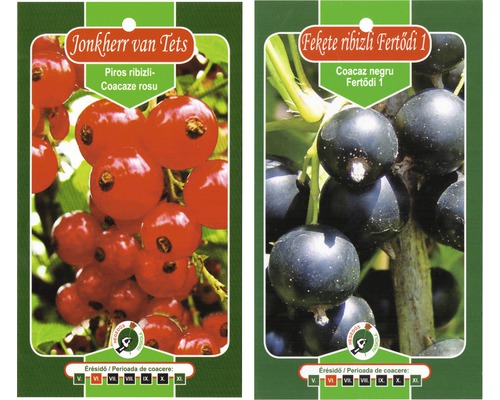 Butaș arbuști fructiferi tufă cu rădăcina împachetată Coacăz roșu/Coacăz negru H 120 cm