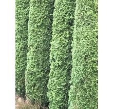 FloraSelf Thuja occidentalis 'Smaragd' H 80-100 cm ClickCo-thumb-0