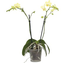 Orhidee fluture FloraSelf Phalaenopsis multiflora H 35-45 cm ghiveci Ø 9 cm, 2 tije-thumb-1