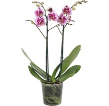 Orhidee fluture FloraSelf Phalaenopsis-Cultivars H 40-55 cm ghiveci Ø 12 cm, 2 tije, diferite culori-thumb-1