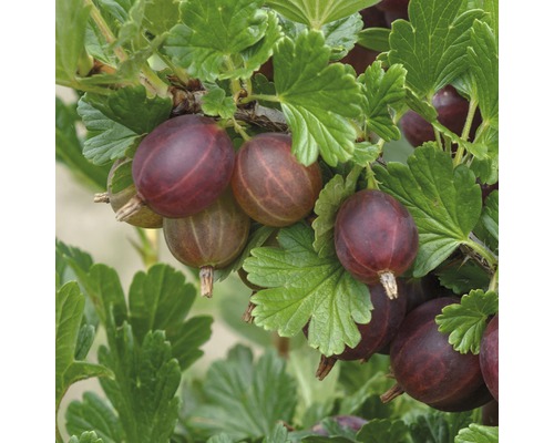 Agriș roșu Hof:Obst 'Ribes uva Hinnonmäki' H 80 cm Co 3 L