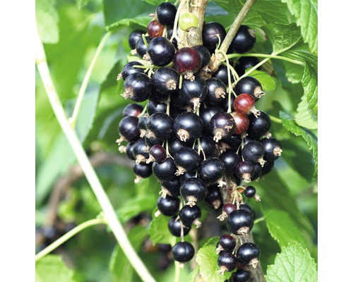 Coacăz negru Hof:Obst Ribes nigrum 'Titania' H 80 cm Co 3 L