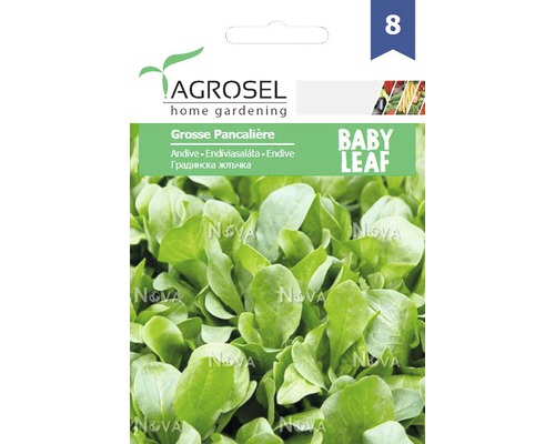 Semințe de legume Agrosel, andive PG8